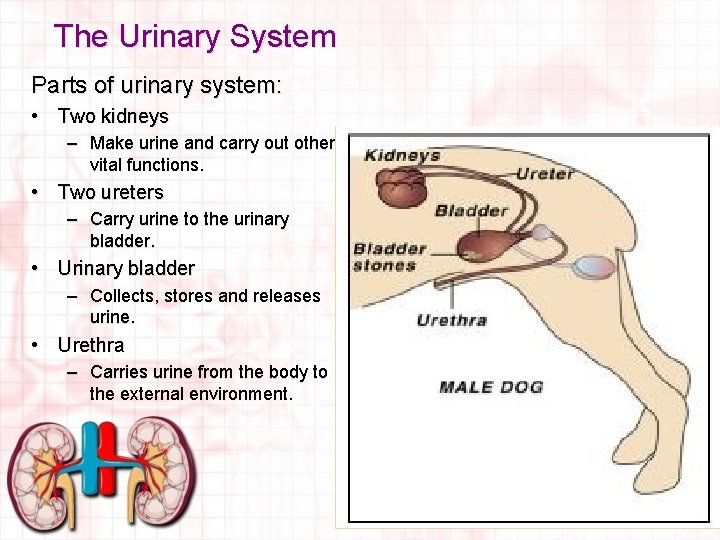 The Urinary System Parts of urinary system: • Two kidneys – Make urine and