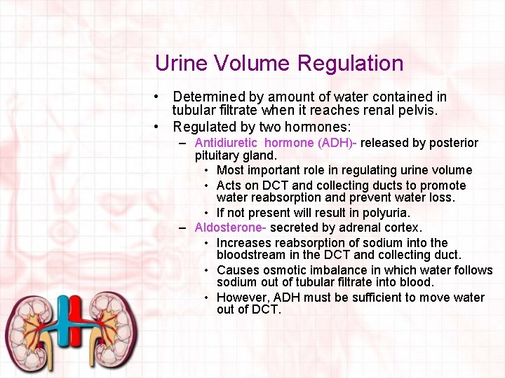 Urine Volume Regulation • Determined by amount of water contained in tubular filtrate when