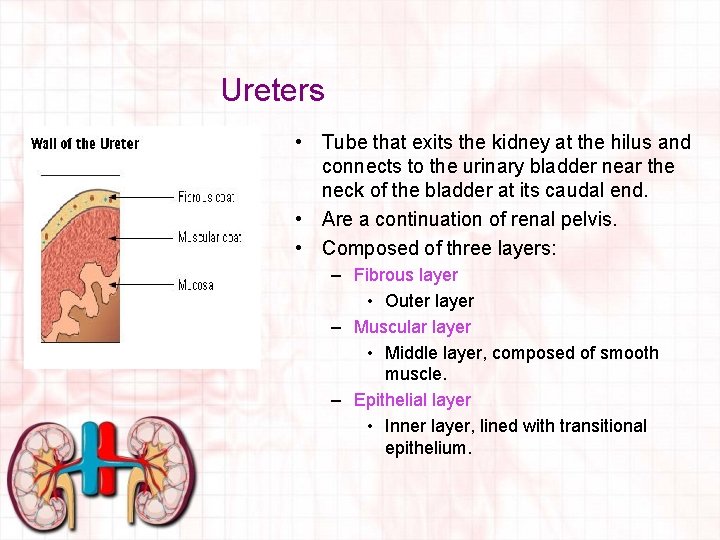 Ureters • Tube that exits the kidney at the hilus and connects to the
