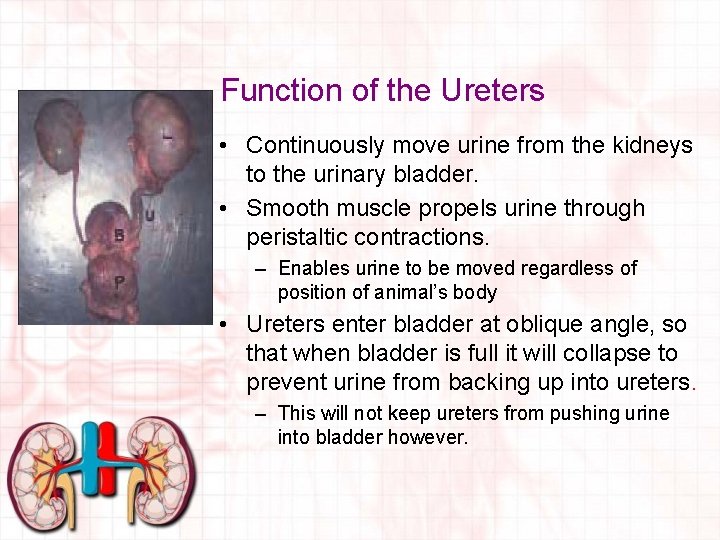Function of the Ureters • Continuously move urine from the kidneys to the urinary