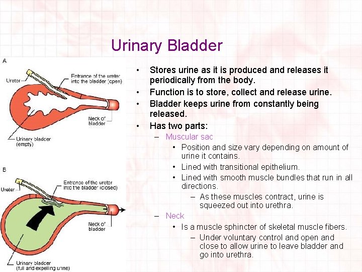 Urinary Bladder • • Stores urine as it is produced and releases it periodically