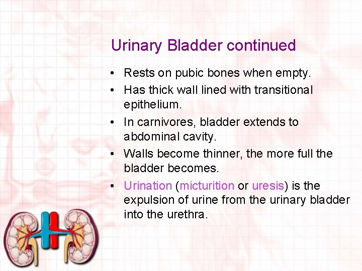 Urinary Bladder continued • Rests on pubic bones when empty. • Has thick wall