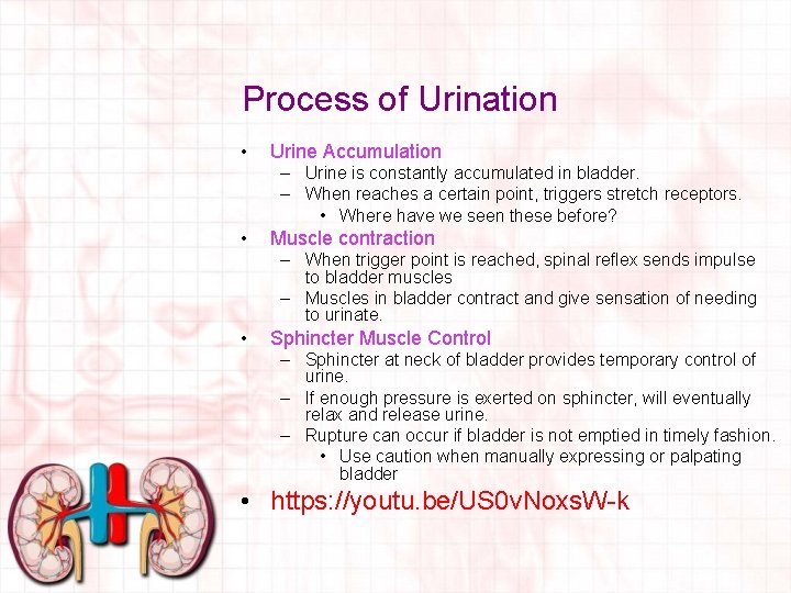 Process of Urination • Urine Accumulation – Urine is constantly accumulated in bladder. –