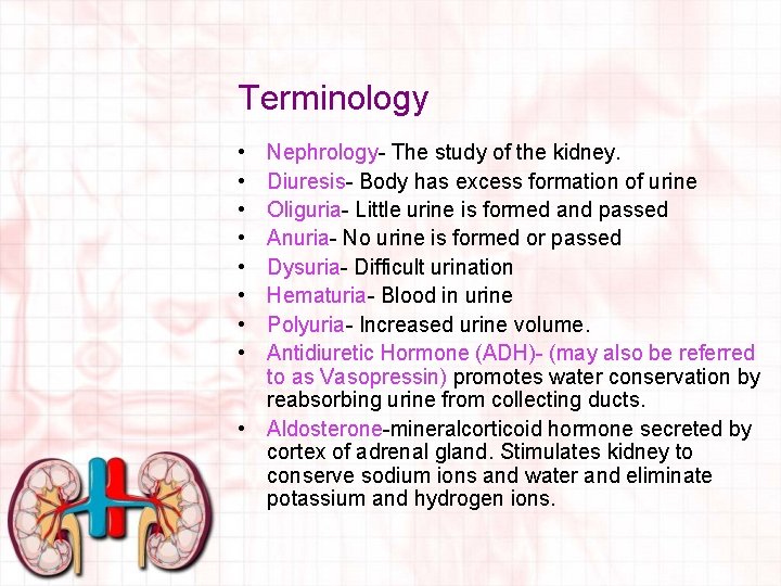 Terminology • • Nephrology- The study of the kidney. Diuresis- Body has excess formation