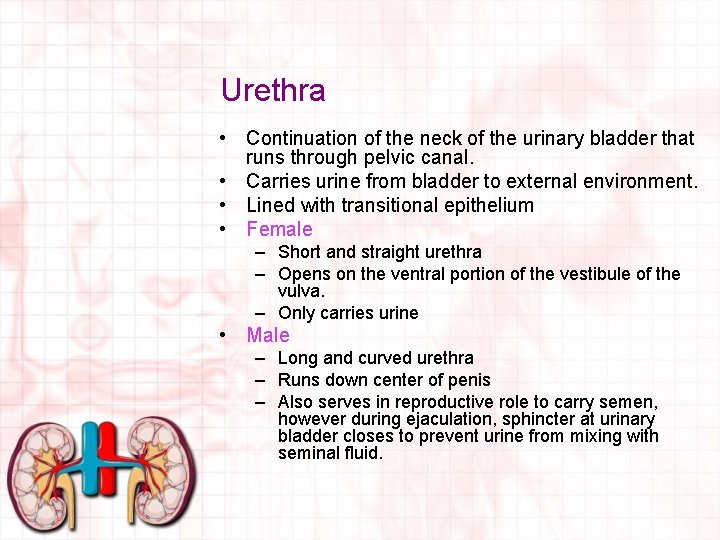 Urethra • Continuation of the neck of the urinary bladder that runs through pelvic