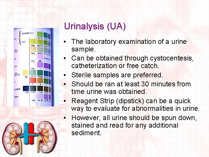 Urinalysis (UA) • The laboratory examination of a urine sample. • Can be obtained