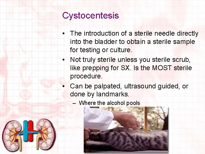 Cystocentesis • The introduction of a sterile needle directly into the bladder to obtain