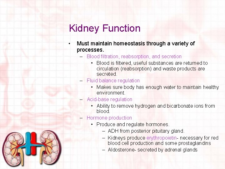 Kidney Function • Must maintain homeostasis through a variety of processes. – Blood filtration,