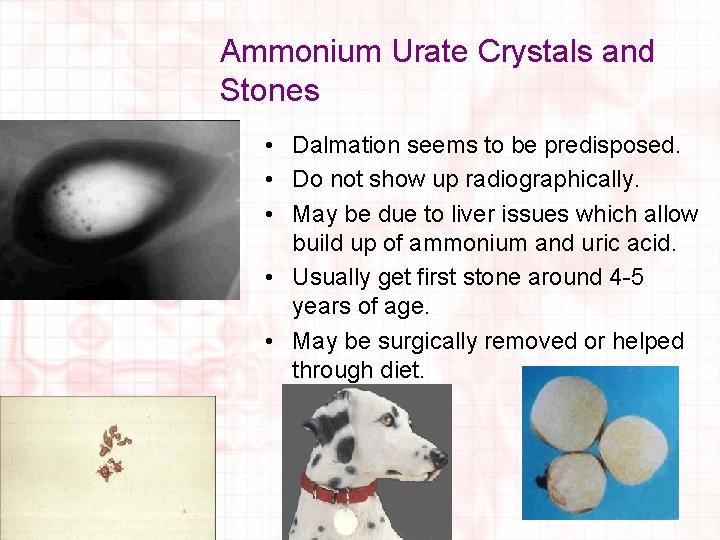 Ammonium Urate Crystals and Stones • Dalmation seems to be predisposed. • Do not