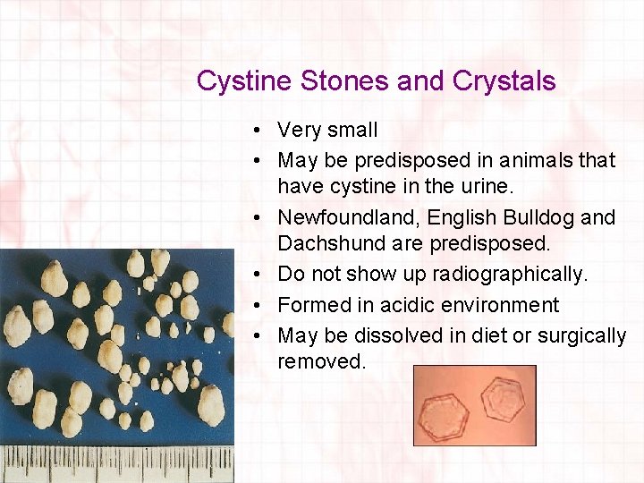 Cystine Stones and Crystals • Very small • May be predisposed in animals that