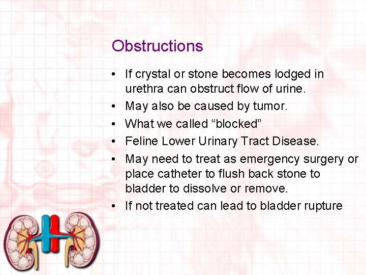Obstructions • If crystal or stone becomes lodged in urethra can obstruct flow of