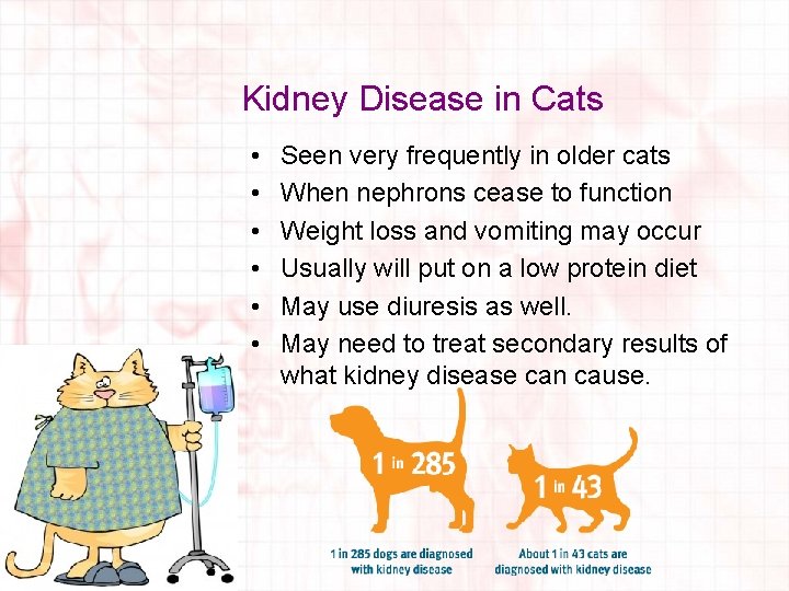 Kidney Disease in Cats • • • Seen very frequently in older cats When