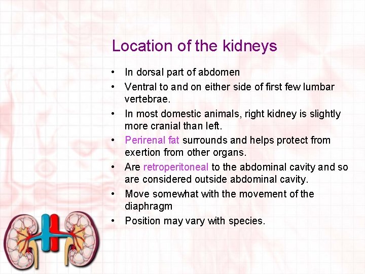 Location of the kidneys • In dorsal part of abdomen • Ventral to and