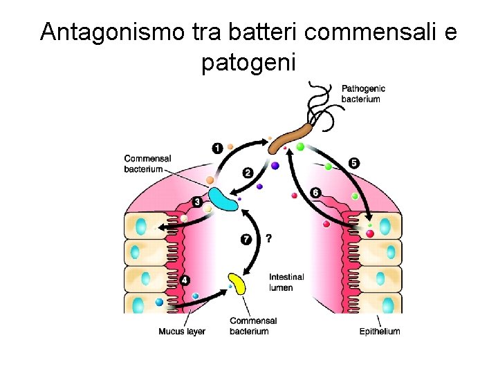 Antagonismo tra batteri commensali e patogeni 