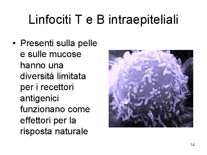 Linfociti T e B intraepiteliali • Presenti sulla pelle e sulle mucose hanno una