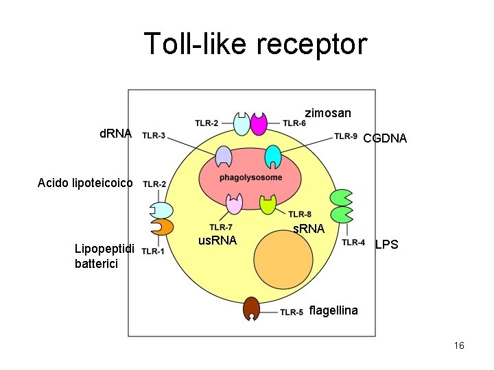 Toll-like receptor zimosan d. RNA CGDNA Acido lipoteicoico Lipopeptidi batterici us. RNA LPS flagellina