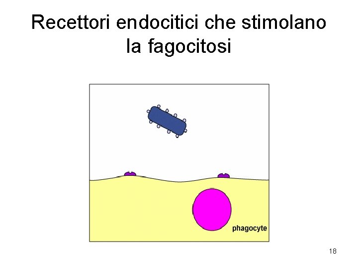 Recettori endocitici che stimolano la fagocitosi 18 