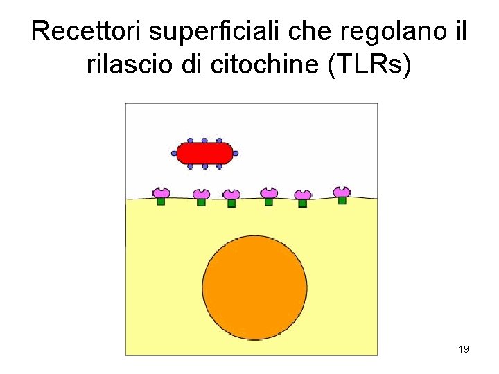 Recettori superficiali che regolano il rilascio di citochine (TLRs) 19 
