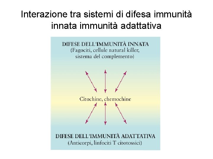 Interazione tra sistemi di difesa immunità innata immunità adattativa 