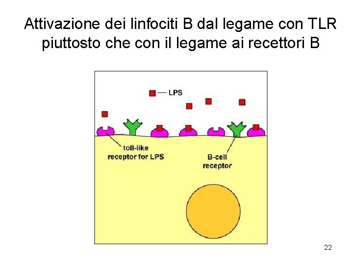 Attivazione dei linfociti B dal legame con TLR piuttosto che con il legame ai