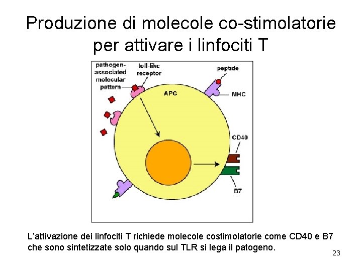 Produzione di molecole co-stimolatorie per attivare i linfociti T L’attivazione dei linfociti T richiede