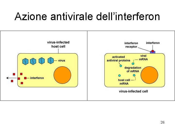 Azione antivirale dell’interferon 26 