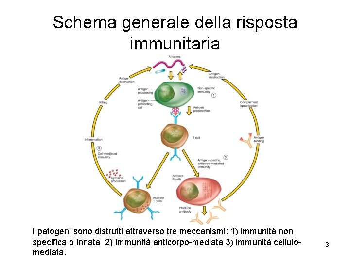Schema generale della risposta immunitaria I patogeni sono distrutti attraverso tre meccanismi: 1) immunità