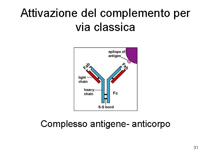 Attivazione del complemento per via classica Complesso antigene- anticorpo 31 