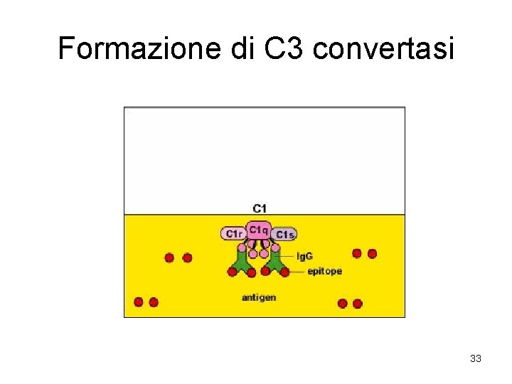 Formazione di C 3 convertasi 33 