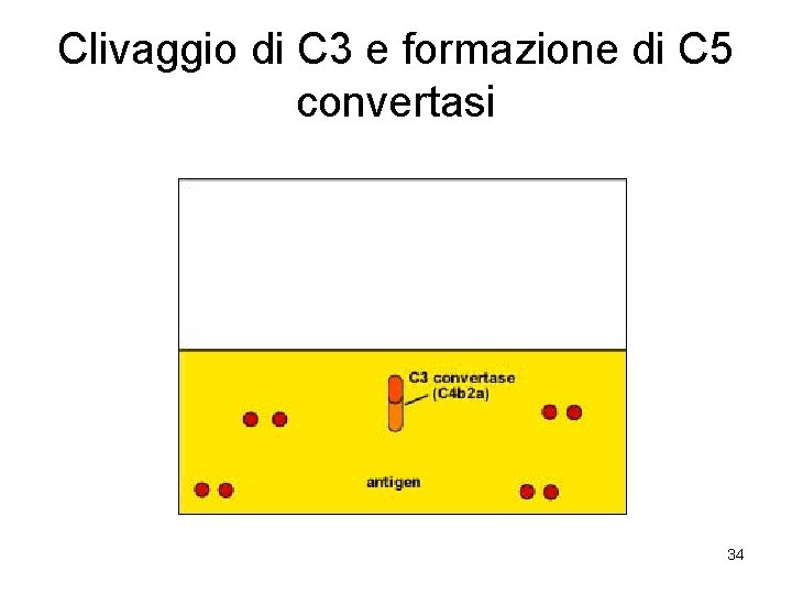 Clivaggio di C 3 e formazione di C 5 convertasi 34 