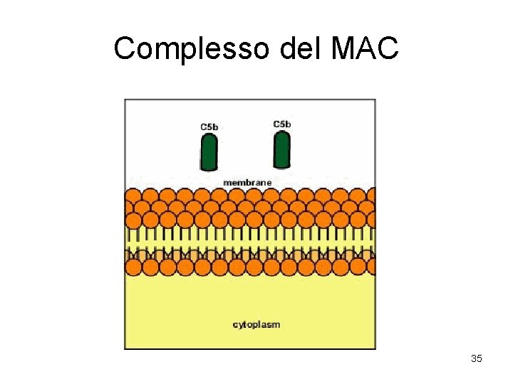 Complesso del MAC 35 