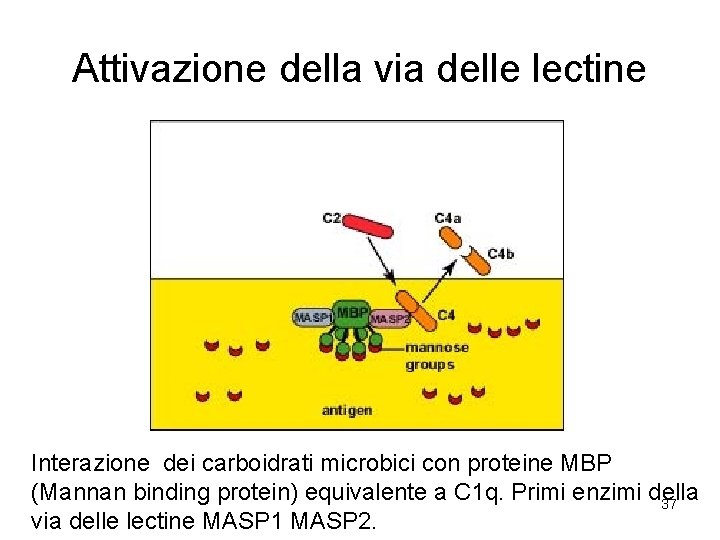 Attivazione della via delle lectine Interazione dei carboidrati microbici con proteine MBP (Mannan binding