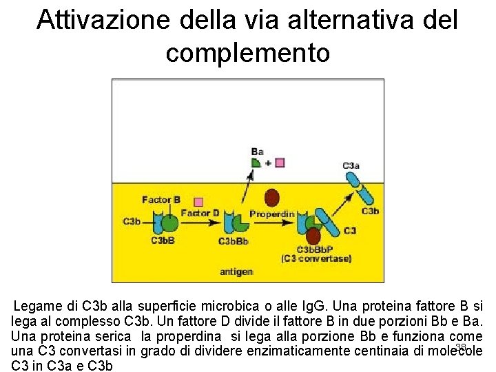 Attivazione della via alternativa del complemento Legame di C 3 b alla superficie microbica