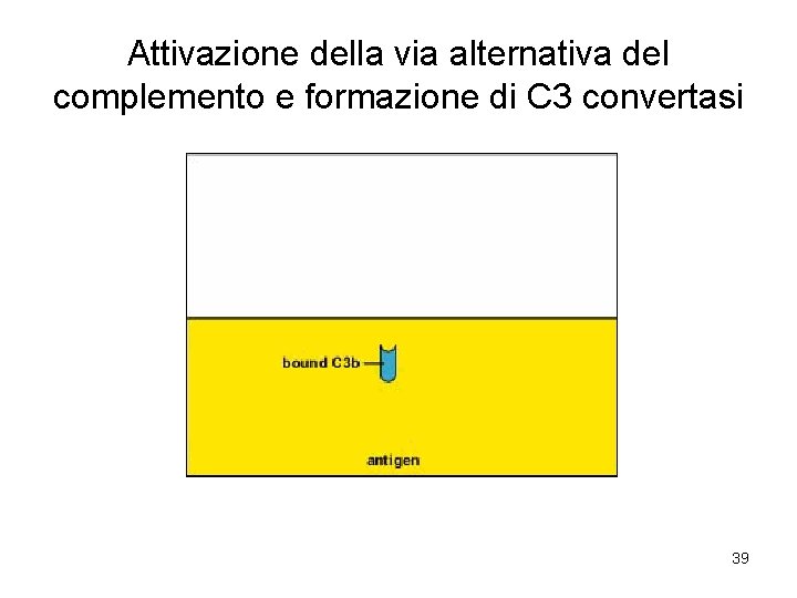Attivazione della via alternativa del complemento e formazione di C 3 convertasi 39 
