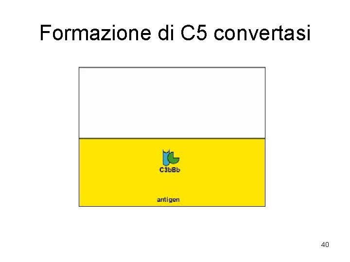 Formazione di C 5 convertasi 40 