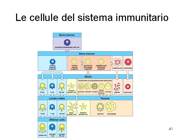 Le cellule del sistema immunitario 41 