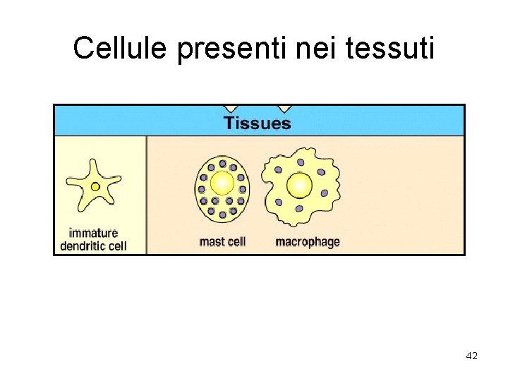 Cellule presenti nei tessuti 42 