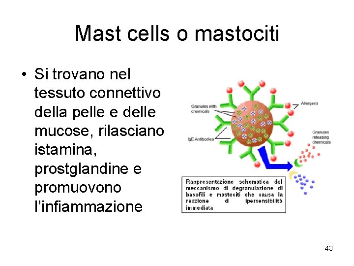 Mast cells o mastociti • Si trovano nel tessuto connettivo della pelle e delle