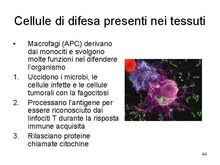 Cellule di difesa presenti nei tessuti • 1. 2. 3. Macrofagi (APC) derivano dai
