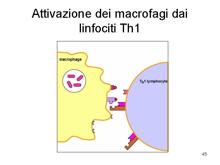 Attivazione dei macrofagi dai linfociti Th 1 45 