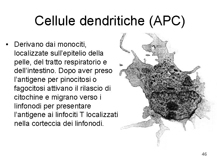 Cellule dendritiche (APC) • Derivano dai monociti, localizzate sull’epitelio della pelle, del tratto respiratorio