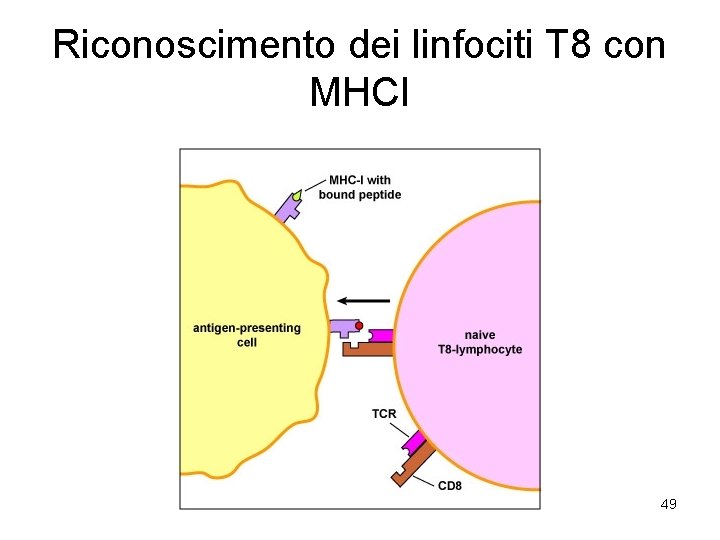 Riconoscimento dei linfociti T 8 con MHCI 49 