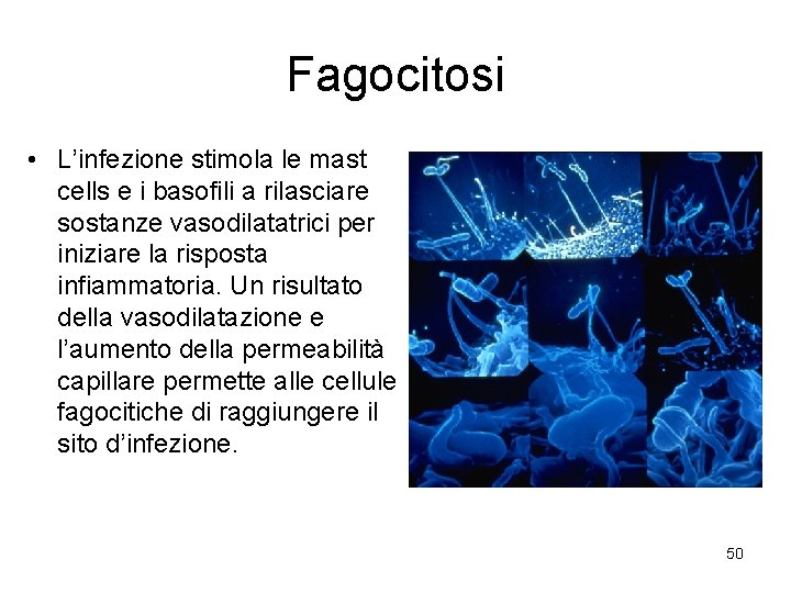 Fagocitosi • L’infezione stimola le mast cells e i basofili a rilasciare sostanze vasodilatatrici
