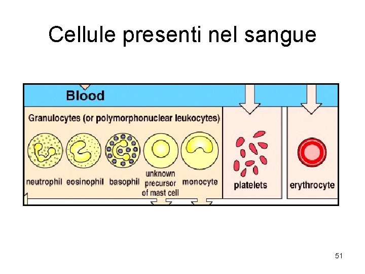 Cellule presenti nel sangue 51 