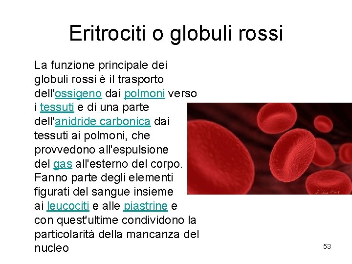 Eritrociti o globuli rossi La funzione principale dei globuli rossi è il trasporto dell'ossigeno