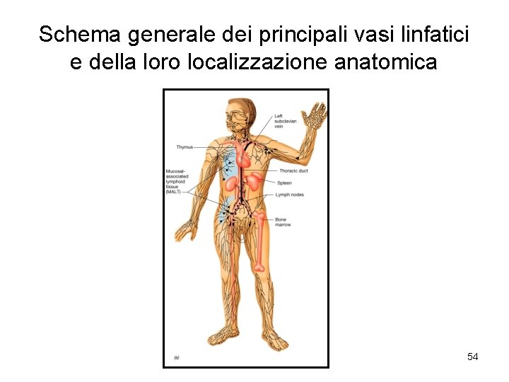 Schema generale dei principali vasi linfatici e della loro localizzazione anatomica 54 