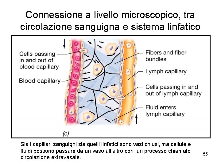 Connessione a livello microscopico, tra circolazione sanguigna e sistema linfatico Sia i capillari sanguigni