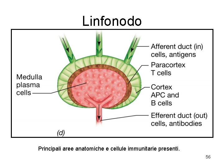 Linfonodo Principali aree anatomiche e cellule immunitarie presenti. 56 