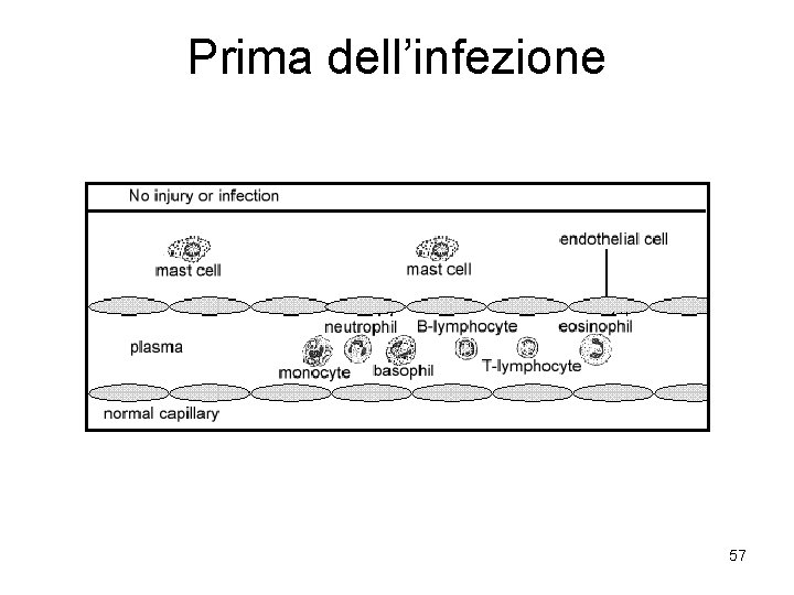 Prima dell’infezione 57 