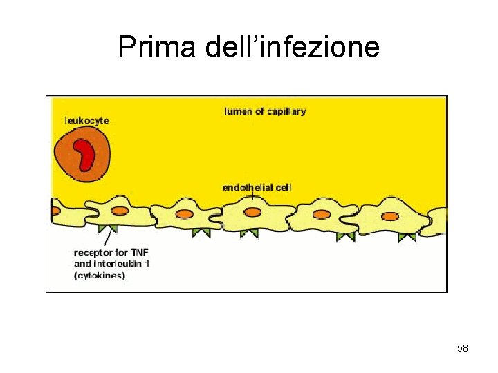 Prima dell’infezione 58 